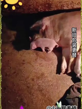#养猪 #母猪 #仔猪 #养猪人不容易