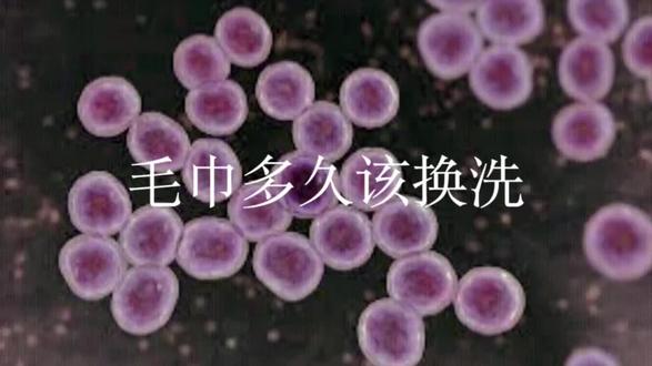 毛巾多久該換洗?#健康科普