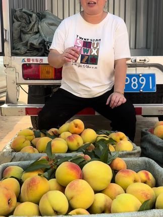 喜欢吃黄桃的赶紧, 由于温度高没几天就结束了,喜欢的赶紧了#麻阳黄桃#新鲜采摘 #优质农产品 #助力三农