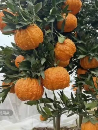 比南瓜还甜的南瓜柑橘你吃过吗?它结合了南瓜的外形和柑橘的风味,果肉饱满多汁,香甜可口,一口咬下去,满满的都是甜蜜的味道。而且它的适应能力很强,南北方地区都适合种植,不管是盆栽还是地栽都可以轻松成活。喜欢的朋友赶紧点击下方链接购买吧!#优质农产品 #农产品 #我的农村生活 #果树管理