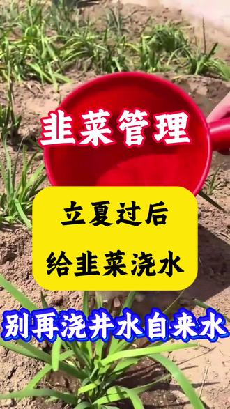 立夏过后给韭菜浇水,别再浇井水自来水了#韭菜#韭菜管理#韭菜种植#三农