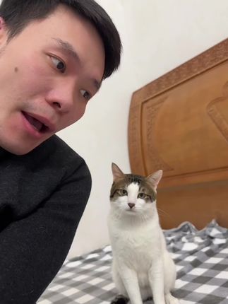 大家快看会抱手的小猫咪 #宠物成精 #家有爱宠 #治愈猫咪 #小猫咪三分迷茫七分呆滞