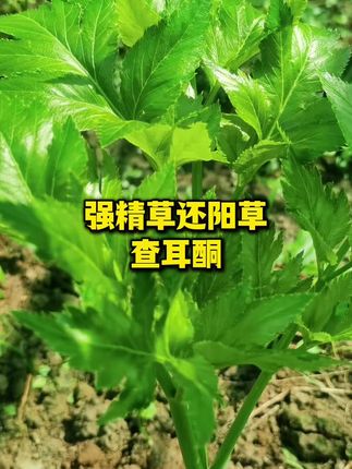 强精草 还阳草 查耳酮,吃了这个鬼东西,老婆天天开心得很#强精草#查耳酮#还阳草#农村生活 #我的乡村生活