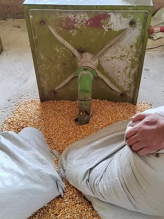 开始打玉米了,全部是好玉米喂鸡,太热了,养殖人辛苦呀!想干养殖业的朋友们劝你们最好不选择这条路,很辛苦,而且是又脏又累的活。散养土鸡,纯玉米五谷杂粮喂养。