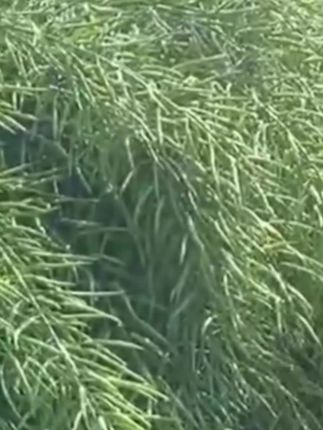 油菜籽种高产油菜种子花海种孑观赏油菜花榨油食用油菜花种籽#高产油菜 #油菜 #种油菜 #油菜籽 #三农