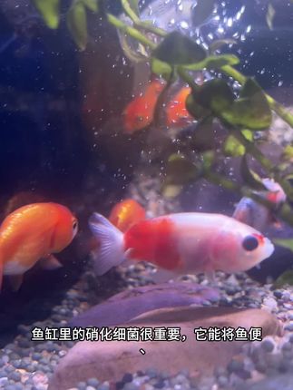 养鱼爱好者请注意了, 不必天天换水, 也无需熬夜擦缸哦, 只需要这个消化细菌。#消化细菌 #养鱼 #轻松养鱼 #养鱼人