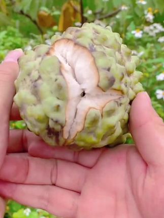 #优质农产品 #一口就上头 #时令水果 #凤梨释迦果 #优质水果