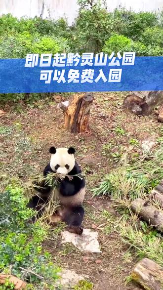 看熊猫不?免费的那种