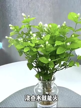 #dou上热门 浓香四溢水培花、养在家里心情舒爽#水培植物 #净化空气 #生活就是过自己的日子 #我的花花世界