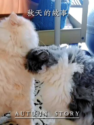 平淡日子里泛着光#猫咪 #猫咪日常