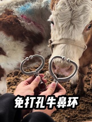 免打孔牛鼻环#牛鼻环 #养牛人 #养牛