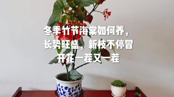 冬季竹节海棠如何养,长势旺盛,新枝不停冒,开花不断#花卉绿植 #生活小妙招 #养花小知识 #养花 #一花一草一世界