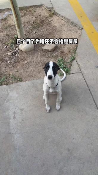 为啥还不会抬腿尿尿呢...#精神状态belike #细狗
