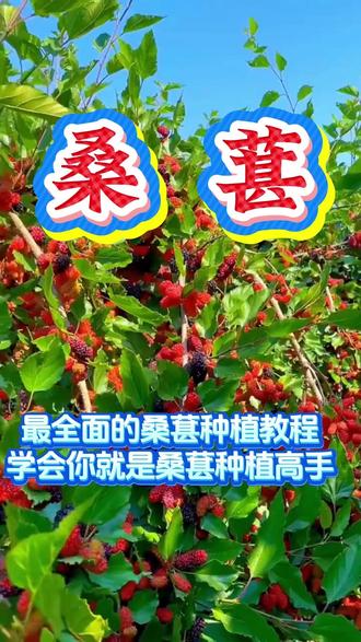 桑葚种植技术 最全面的桑葚种植教程学会你就是桑葚种植专家#桑葚 #桑葚种植 #桑葚管理 #桑葚种植技术 #桑葚种植管理技术