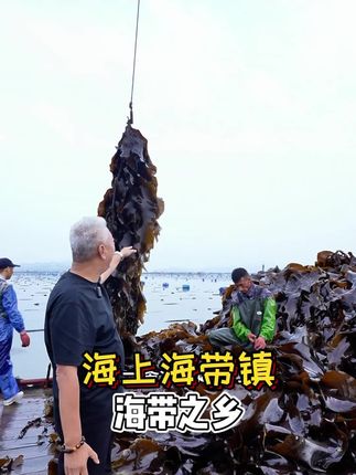 参天大海带!#海带 #上青杰哥 #美食#推荐 #做菜