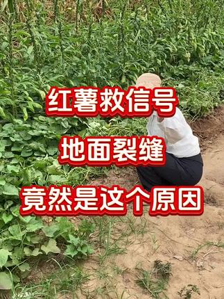 红薯地产有裂缝,原来是这个原因#红薯种植#红薯管理#红薯施肥#红薯高产