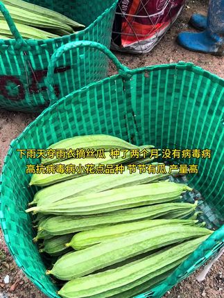 下雨天穿雨衣摘丝瓜,种了两个月,没有病毒病,高抗病毒病小花点品种,节节有瓜,产量高