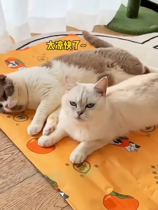 #宠物冰垫#萌宠好物#新手养宠#猫窝