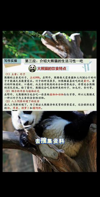 三下第七单元|习作《国宝大熊猫》写作思路及范文(重点学会信息整合)
#创作者中心 #创作灵感 #三年级下册语文 #小学语文 #作文