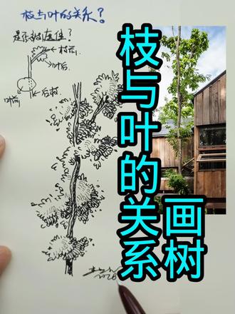 枝与叶的关系画树
#园林树画法 #树木画法 #树木绘画技法 #学画树 #画画