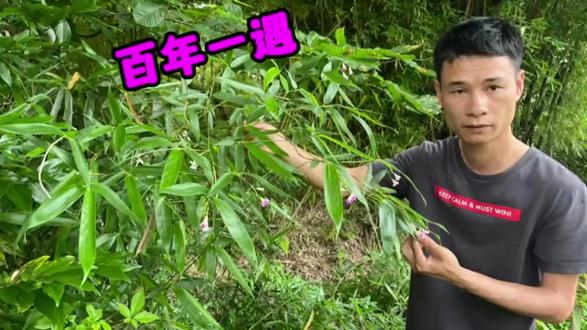 后山竹子大面积开花,听说竹子开花立马搬家,这是真的吗?