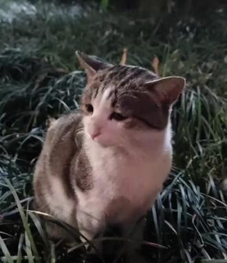 我把烦恼讲给小猫咪听,小猫就成了这样
你看小猫也在为我落泪,伤心
不是,那我就不委屈吗……