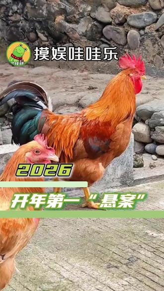 2026开年“悬案”,到底是谁s了她的大公鸡#宠物 #公鸡 #次渠嘉园 #北京 #万万没想到
