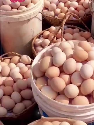地道农家林中散养土鸡蛋50枚!远离喧嚣乡村,有片自由天地,是农家土鸡的乐园!它们在山林间自在踱步,啄食虫草与谷物。  每一枚鸡蛋,都是自然馈赠。轻轻磕开,浓稠蛋清裹着饱满金黄蛋黄,细闻是淡淡蛋香。水煮或烹饪,入口皆是儿时纯粹美味,每一口都满是自然生机。  农家散养土鸡蛋,魅力独特。数量有限,刷到就别犹豫,闭眼冲!!#鸡蛋   #土鸡蛋#超便宜超划算 #口感特别好吃 #快来一起尝个鲜1