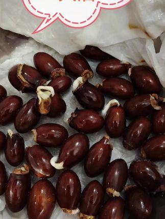 看水培荔枝发芽过程真的很美#我也成功了