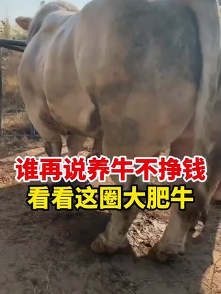 谁说养牛不赚钱?看看这圈大肥牛#誉科膘王 #养牛人 #养牛 #育肥牛 #肉牛养殖