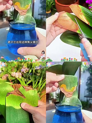 #君子兰 #发财树 #三农 #园艺 #花卉绿植