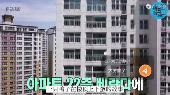 住高楼的鸭子们成功入水#鸭坚强#一定要看到最后哦