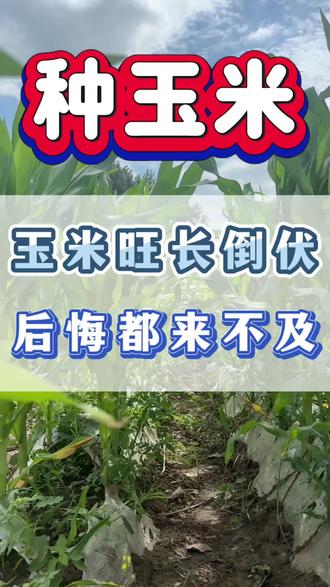 玉米旺长倒伏,后悔都来不及 #种玉米 #玉米种植 #三农流量扶持计划 #创作者扶持计划 #苞米地