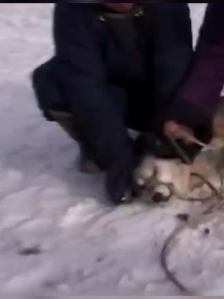 户外探险大肥猫