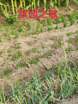 菜园之歌 我从黄土地走来,带着满身的泥土和青草的芳香 #田园生活乐趣多 #菜园子自己家的菜园子 #生活感悟#一份耕耘一份收获 #瓜果蔬菜