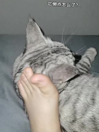 它懒点怎么了?#猫咪 #猫的迷惑行为 #猫咪睡觉姿势 #猫猫 #猫猫的铲屎官