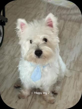 小狗摇头纯享版#西高地白梗 #可爱到爆炸💥