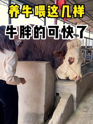 #育肥牛 #肉牛养殖 #三农养殖 #农村养牛人 #牛羊养殖