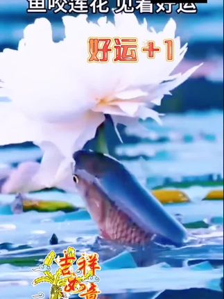 #好物推荐#好运连连 #好韵莲莲贴纸 #好运连连财源滚滚