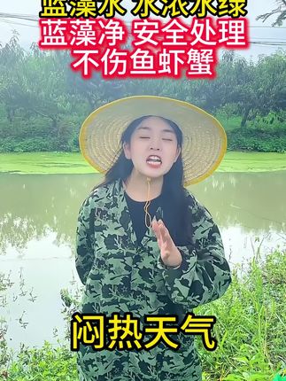 #蓝藻爆发怎么处理 天气闷热,满塘的蓝藻水,老绿水水浓水绿,你呀就用这个蓝藻净,安全处理蓝藻 不伤鱼虾蟹 不伤水体#蓝藻爆发 #蓝藻净 #鱼虾蟹养殖 #四大家鱼养殖