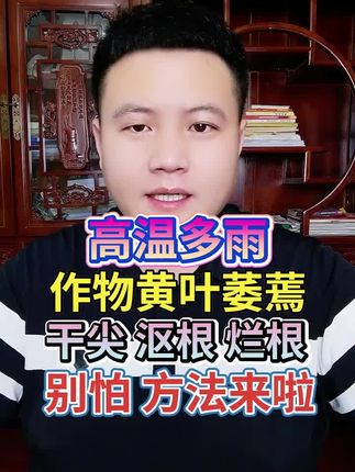 高温多雨,作物黄叶萎蔫,干尖沤根烂根,别怕方法来啦! #三农 #农业种植 #种植技术 #增产增收才是硬道理