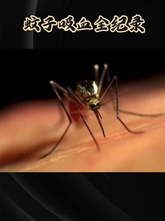 上期我们讲了蚊子如何找到你,今天我们来一场“现场直播”,看看它找到你之后,到底对你做了什么。准备好,它的“手术”开始了!#拒绝废话#科普#冷知识#省流