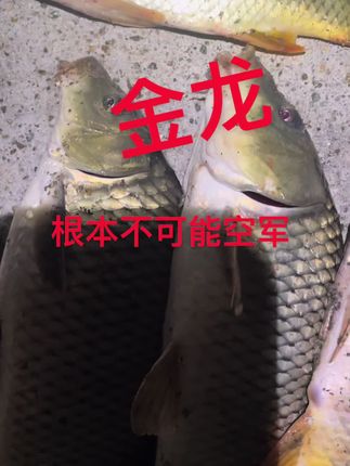 金龙窝料真好用 #金龙运动户外旗舰店 #原创作品 #上热门🔥 #户外钓鱼