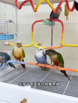 鹦鹉攀爬绳,小鸟喜欢攀爬,抓握舒适不冻脚#鹦鹉攀爬绳#鹦鹉攀爬#可爱萌宠 #快来看看 #超便宜超划算