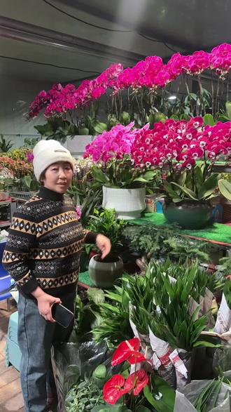 送礼就送蝴蝶兰🌷
家装装饰杜鹃花🌺#大花惠兰基地 #蝴蝶兰 #杜鹃花
#兰原花卉
