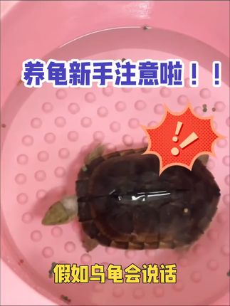 #轻松养龟