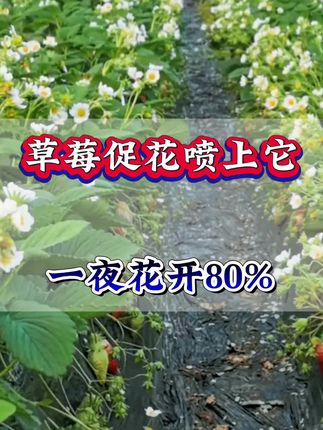 草莓促花用上它,一夜花开80%#草莓种植#促花肥#促花芽分化 #抖音助农 #增产增收