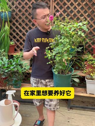 月季夏天怎么养#月季 #花卉绿植 #养花小知识