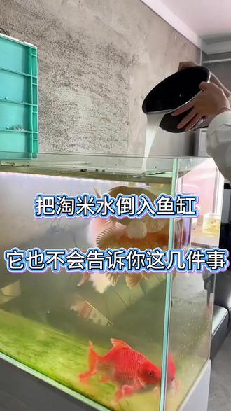 把淘米水倒进鱼缸,看起来好像没什么大问题,但其实里面藏着几件它不会告诉你的事。
可能是水质悄悄变化,也可能是鱼儿的状态慢慢受影响——这些细节一旦忽略,后续就容易出状况。
#养鱼 日记#观赏鱼#鱼 #养鱼 #真实生活分享计划