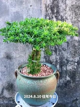 想把太阳花养得好,光浇自来水肯定不行, 促芽爆芽喷优芽素,控珠型紧凑喷矮胖素, 想要开花快,开花爆满盆就要给它 磷酸二氢钾#太阳花养护 #爱生活爱养花#优芽素可以很好的促进芽点分化